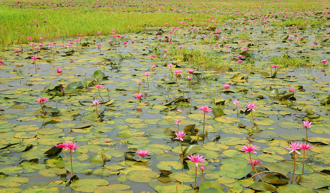 Scenic Kerala